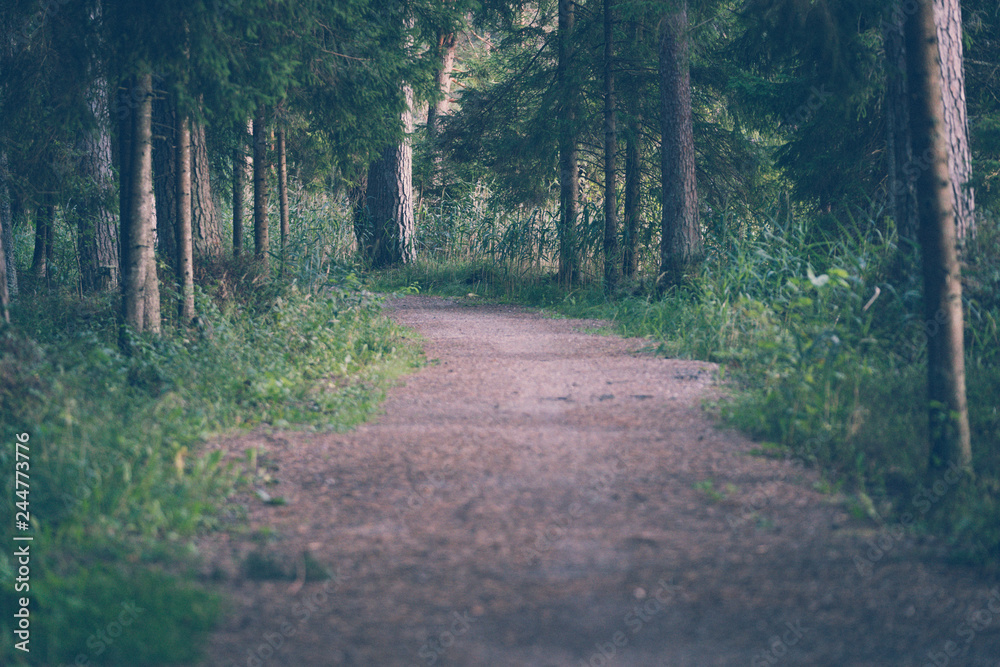 Obraz premium Tourist Hike trail in the Magical Moody Woods - Partly Blurred Photo, Concept of Travel and Tourism