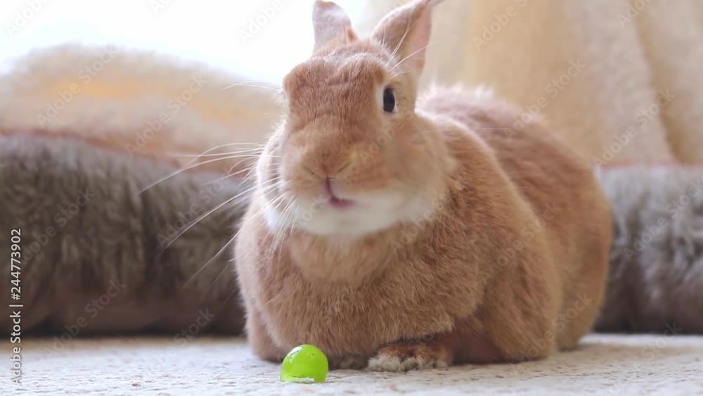 Adorable rufus bunny rabbit eating a grape, looks funny and cute, soft natural setting