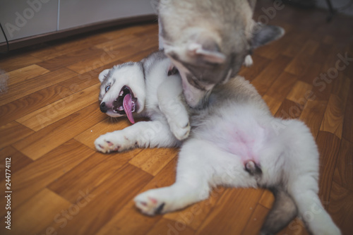 husky puppy playing with mom