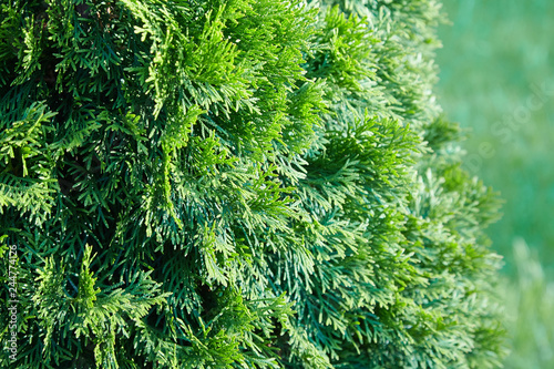 Platycladus orientalis  also known as Chinese thuja  Oriental arborvitae  Chinese arborvitae  biota or oriental thuja 