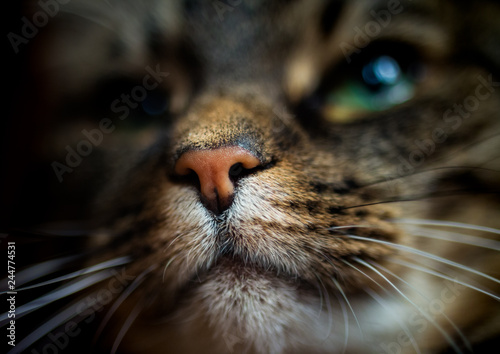 close-up portrait of cute domestic cat