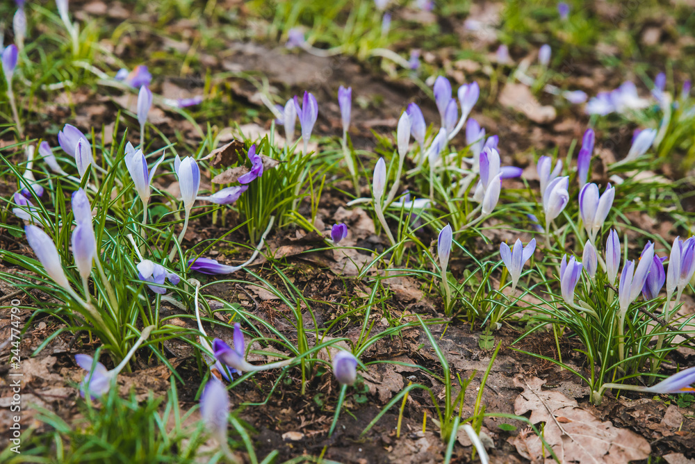 blooming purple snowdrops close up blooming purple snowdrops close up