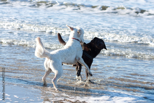 Happy dogs on the beach.