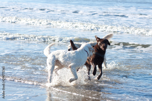 Happy dogs on the beach.