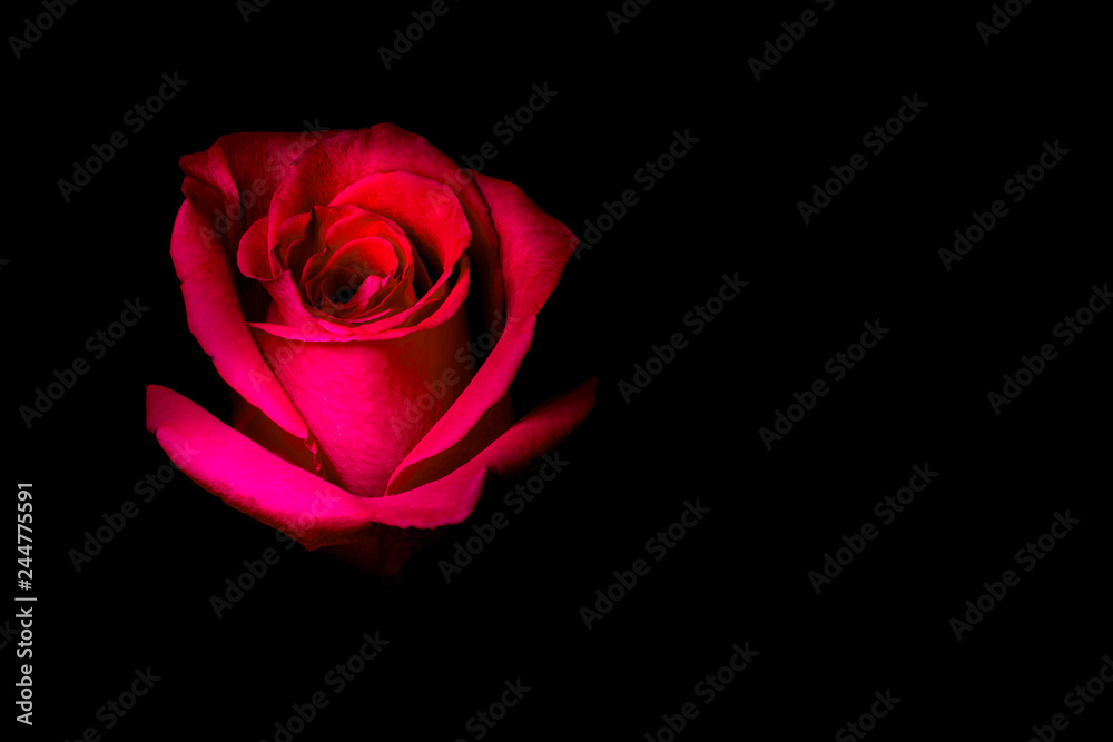 red rose on black background red rose on black background