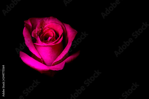 pink rose on black background