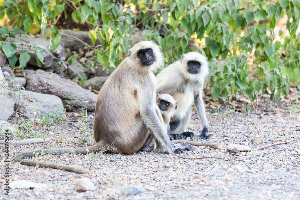 Monkey outside temple, India