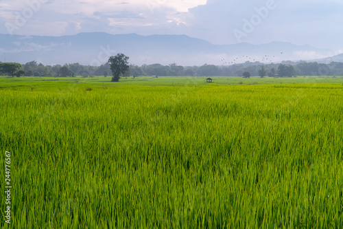 Rice field with forest and mountain background in the morning. Feel relax and refreshing.