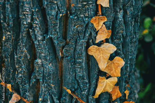 Close-up of some dried leaves of hedera helix photo