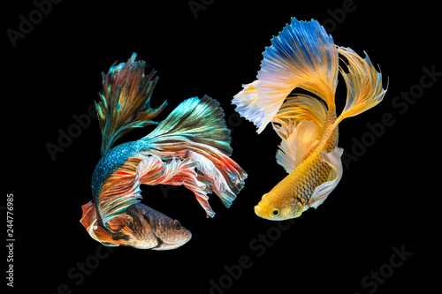 The moving moment beautiful of green and yellow siamese betta fish or half moon betta splendens fighting fish in thailand on black background. Thailand called Pla-kad or dumbo big ear fish.