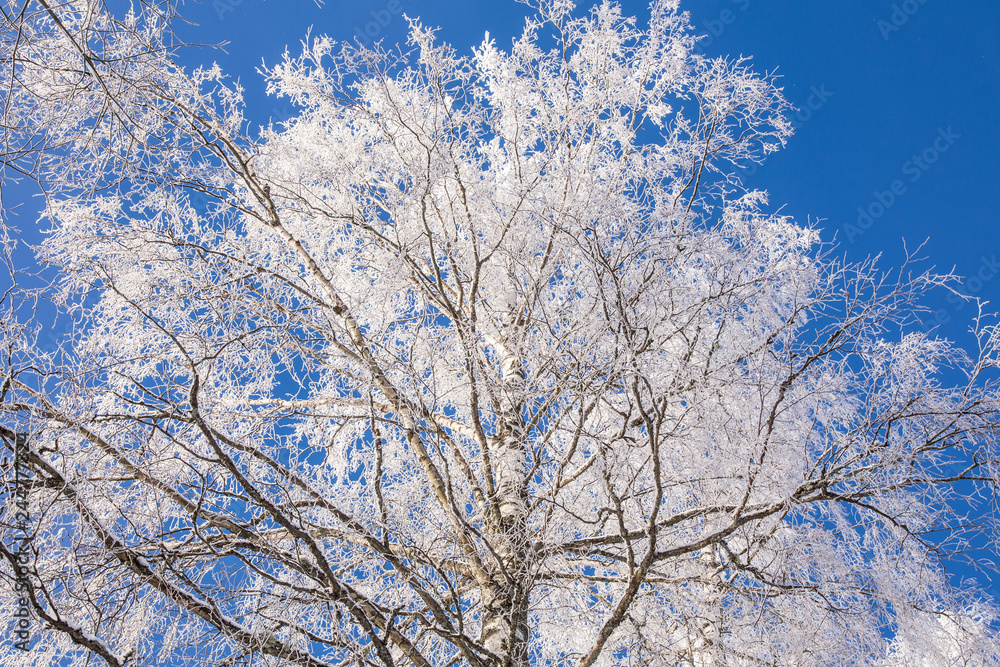 Birch tree covered by hoarfrost in the winter clear blue sky on the background, room for text.