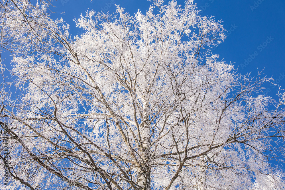 Birch tree covered by hoarfrost in the winter clear blue sky on the background, room for text. Birch tree covered by hoarfrost in the winter clear blue sky on the background, room for text.