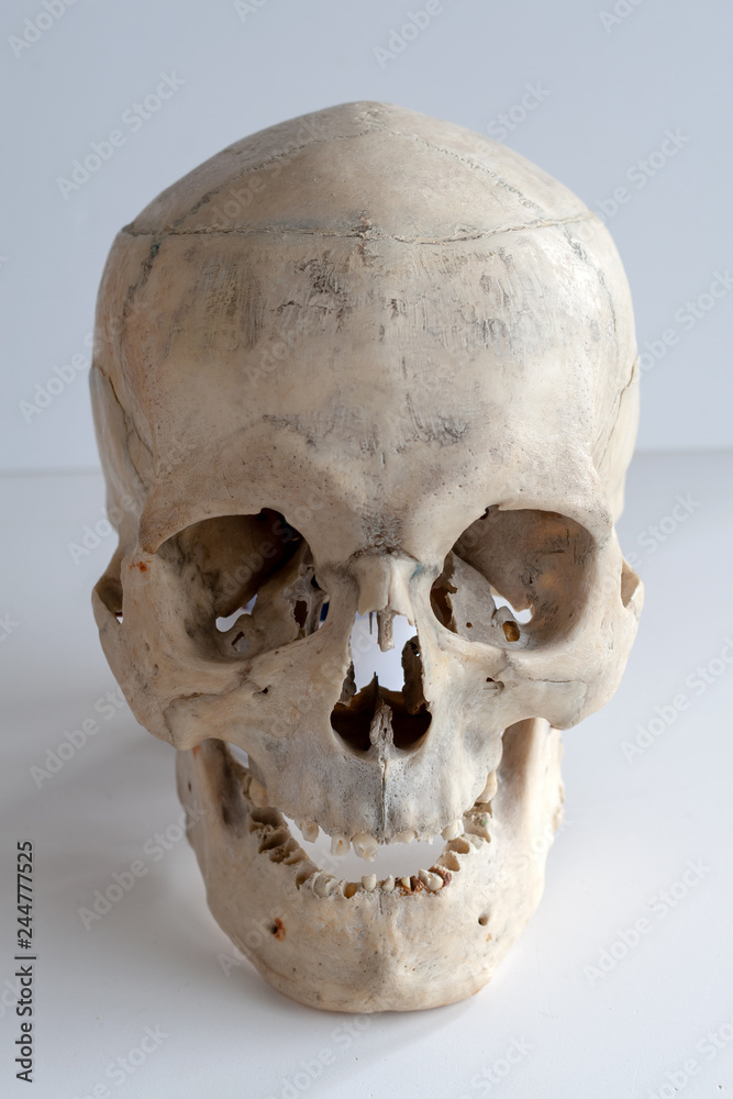 Obraz premium Human skull full face on light gray background. Close up.