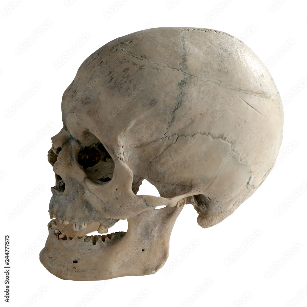Fototapeta premium Human skull in profile. Isolated on white.