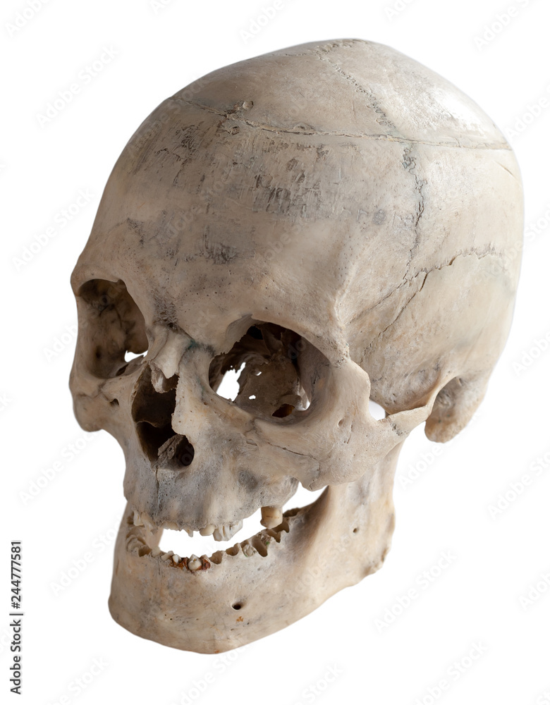 Naklejka premium Three-quarter angle of the human skull. Isolated on white.
