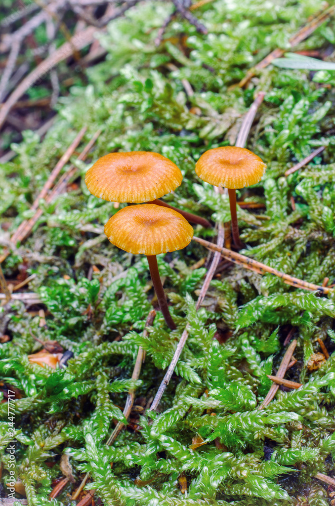group of small psilocybe mushrooms, growing in the forest among moss group of small psilocybe mushrooms, growing in the forest among moss