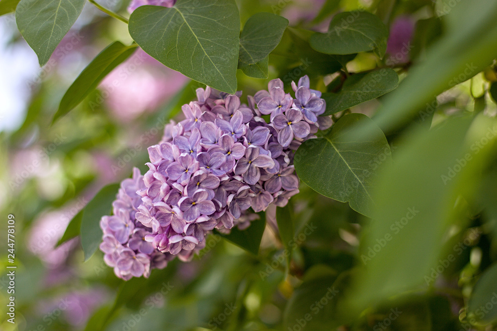 purple lilac blooming in the garden purple lilac blooming in the garden