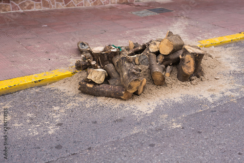 Forest pine trees log trunks on the road