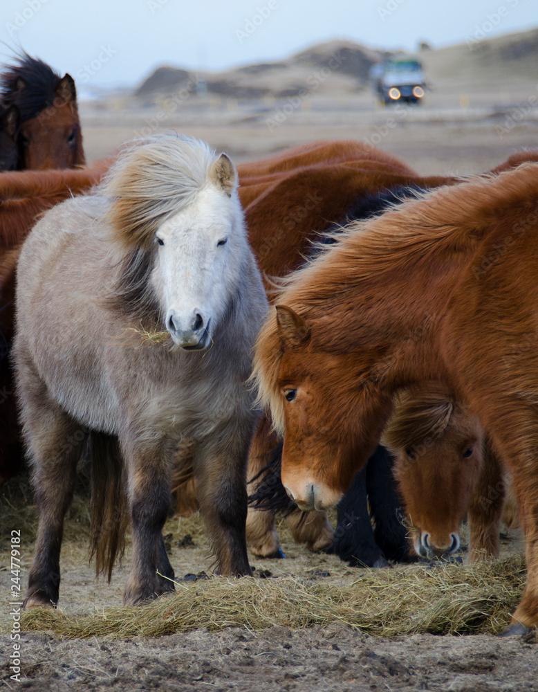 Funny plush Icelandic horses on the farm in the mountains of Iceland eating sear yellow grass Funny plush Icelandic horses on the farm in the mountains of Iceland eating sear yellow grass