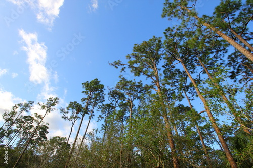 Southern Pine Trees, Fort Pierce, Florida photo