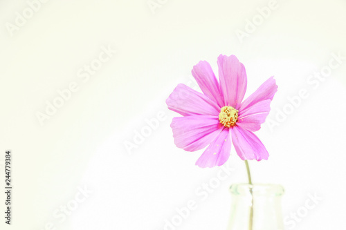 Rosa Cosmea Blume vor wei  em Hintergrund 