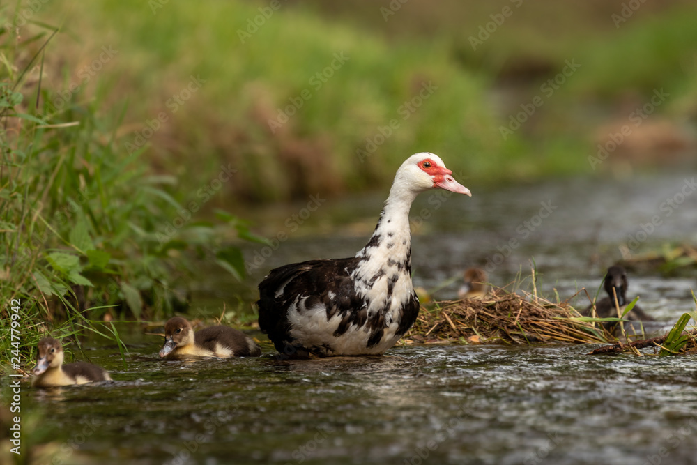 Duck and little ones on a river. Wildlife spring scene. Fresh green grass, cold water. Family of birds. Duck and little ones on a river. Wildlife spring scene. Fresh green grass, cold water. Family of birds.