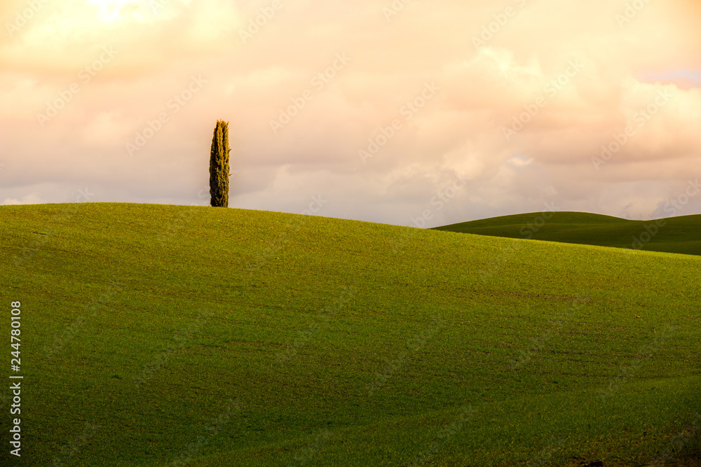 The single cypress at the Tuscany hills