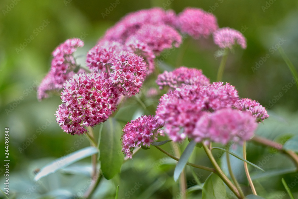beautiful summer flowers beautiful summer flowers