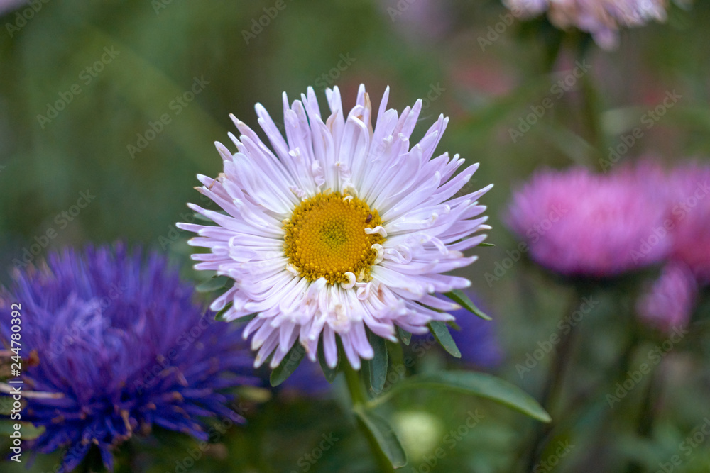 beautiful summer flowers
