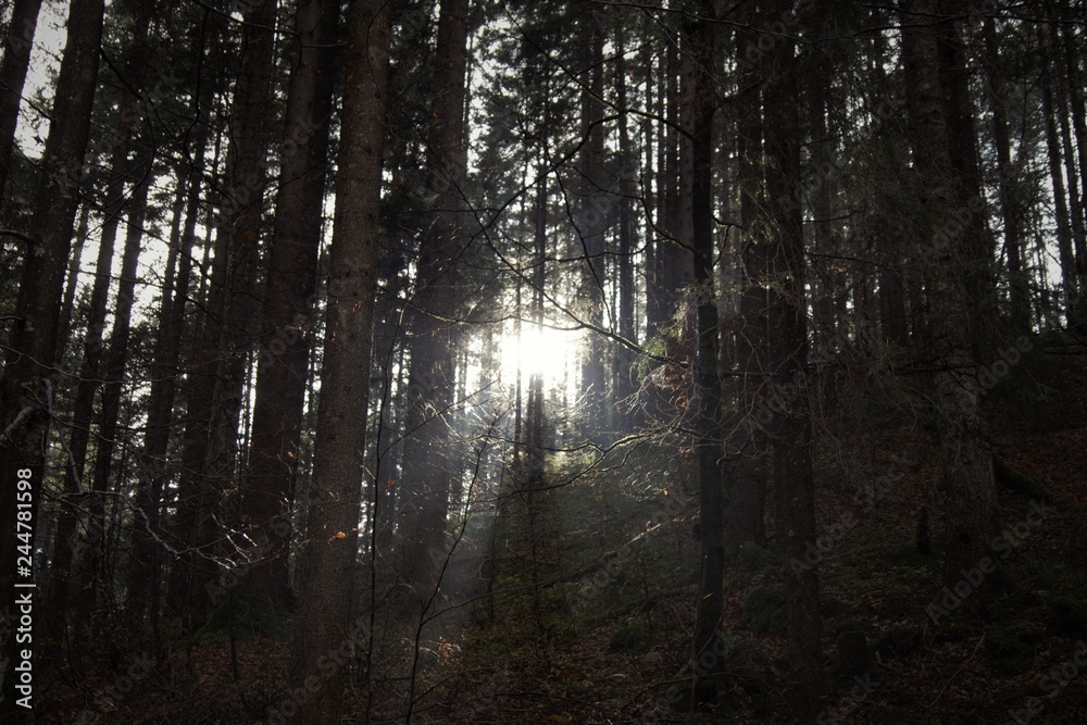 Fototapeta premium misty forest in fog