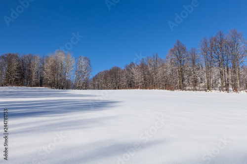 Winter rural landscape with snowy meadow and trees covered with snow © Roman's portfolio