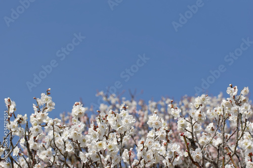 ume blossoms against blue sky, Japanese apricot