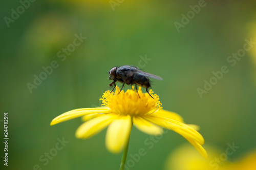 bee on flower © Adele