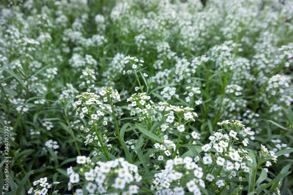 Background of white blooming alissum ( Lobularia ) in summer. Background of white blooming alissum ( Lobularia ) in summer.
