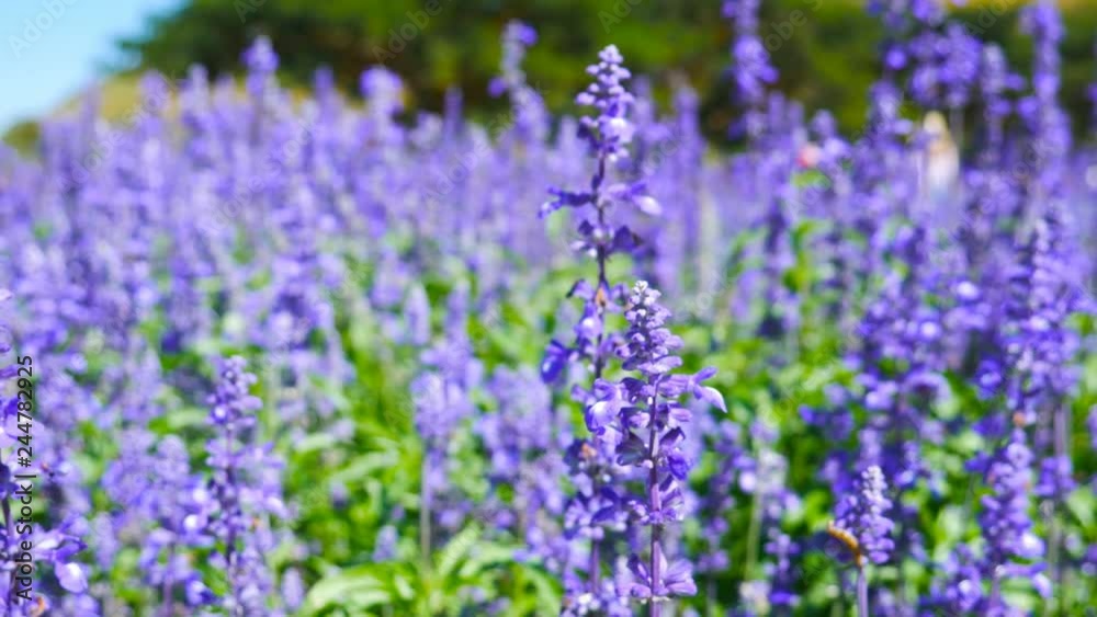 Lavender flower with wind blow Lavender flower with wind blow