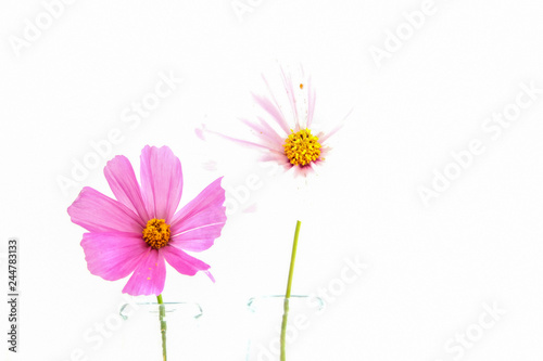 weiße und pinke Cosmea Blumen vor weißem Hintergrund 