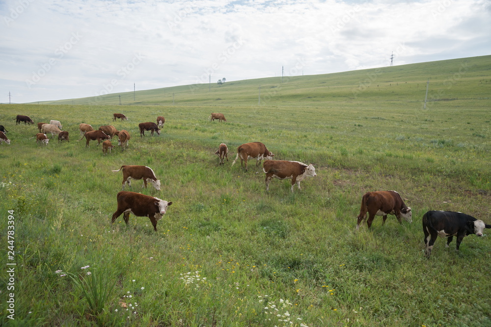 A herd of cows grazing on a green meadow with lush grass.