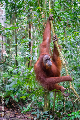Orangutan in jungle portrait. Semi-wild female orangutan in jungle rain forest  of Bukit Lawang, North Sumatra, Indonesia.