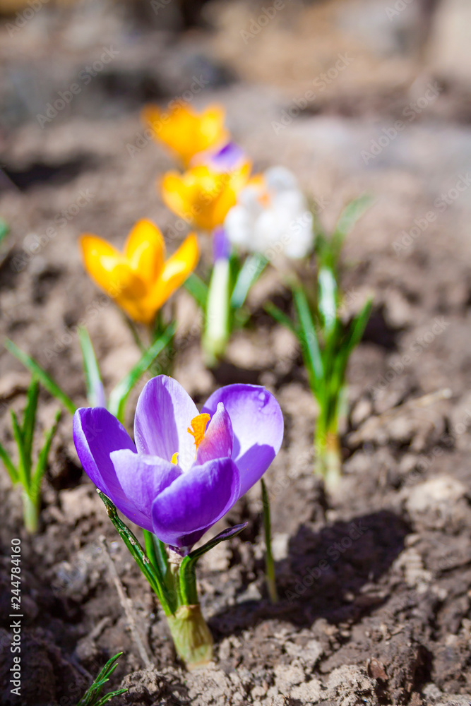 Colorful crocus flowers on the spring sunny day Colorful crocus flowers on the spring sunny day