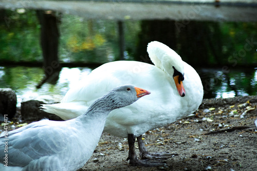 goose and swain on the laik photo