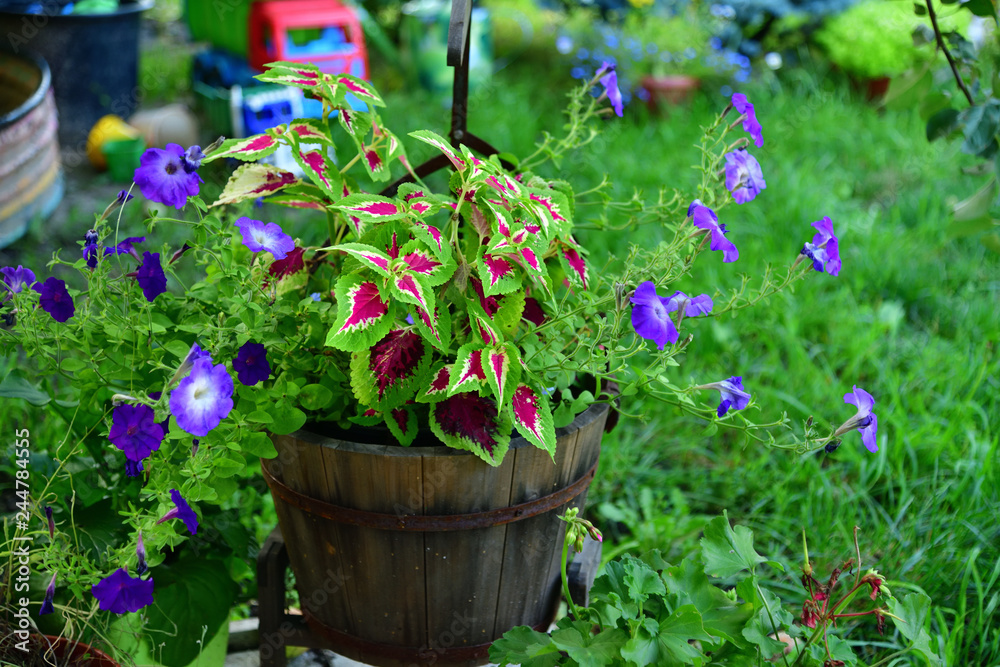 Pot of a petunia and other flowers in the garden