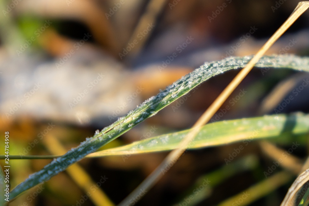 Macro of ice and snow coating during winter. Slovakia Macro of ice and snow coating during winter. Slovakia