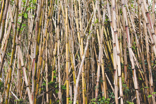 Dry cane background