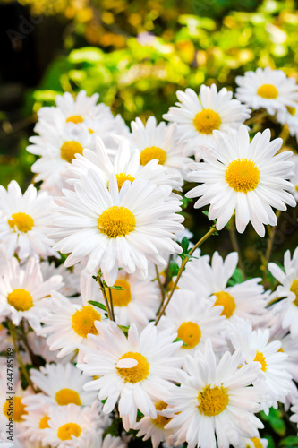 White Chamomile Chrysanthemum flowers closeup sunny autumn day