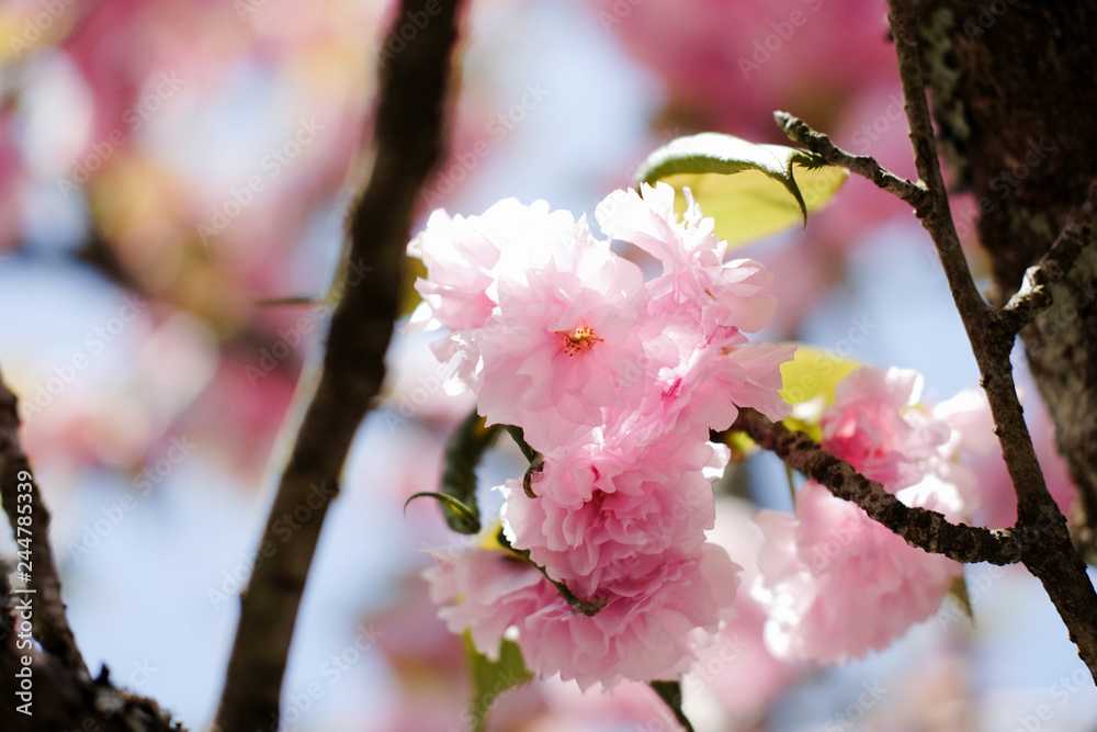 japanese sakura tree