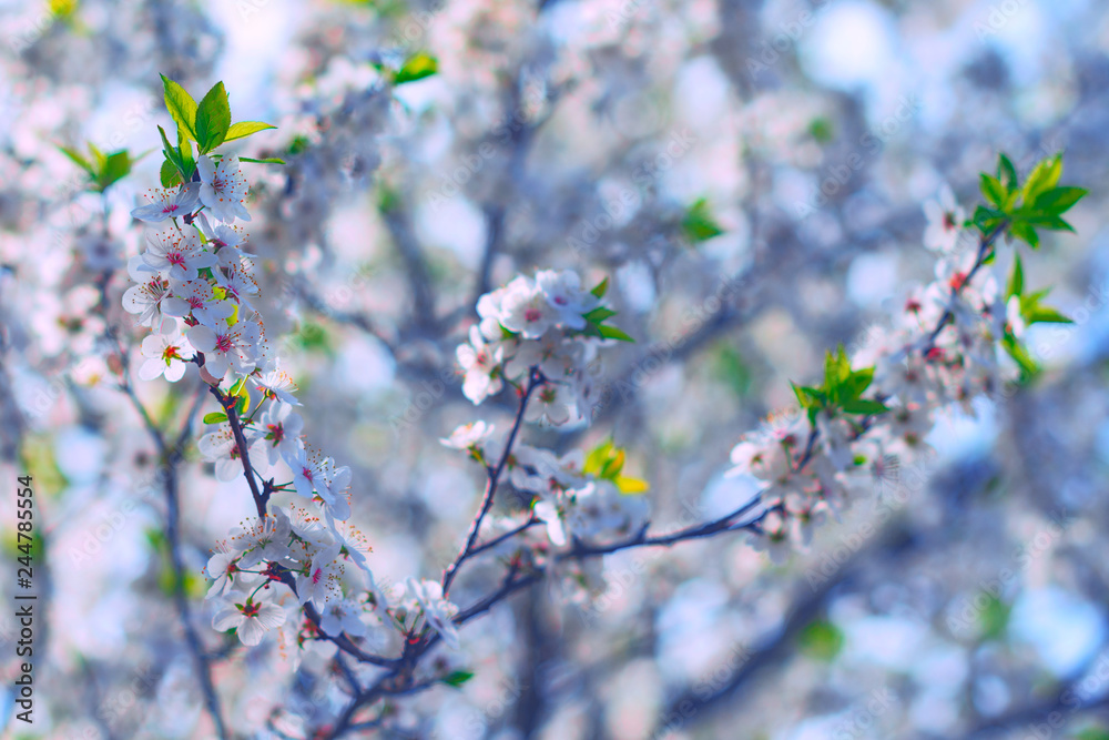 Obraz premium Branches of blossoming cherry macro with soft focus. Beautiful floral image of spring nature. Easter Sunny day. Blooming tree with pink flowers in spring. Sunny day. The branches of a blossoming tree