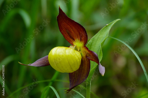 Orchidea Scarpetta di Venere (Cypripedium calceolus),ritratto photo