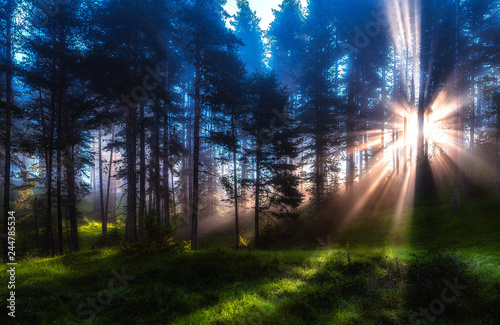 misty forest, ray of light
