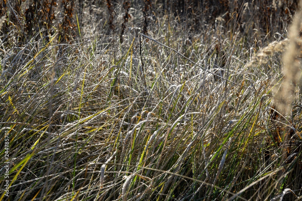 Fototapeta premium Macro of ice and snow coating during winter. Slovakia