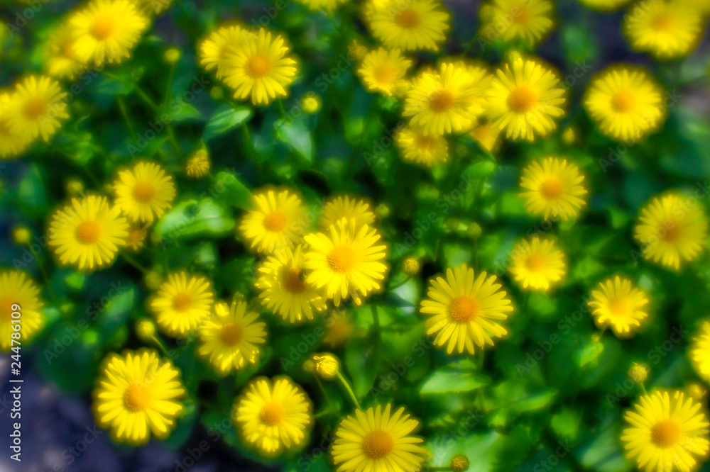 Bush yellow daisies doronikum on the garden bed. The photo was taken on a soft lens. Blurring art Bush yellow daisies doronikum on the garden bed. The photo was taken on a soft lens. Blurring art